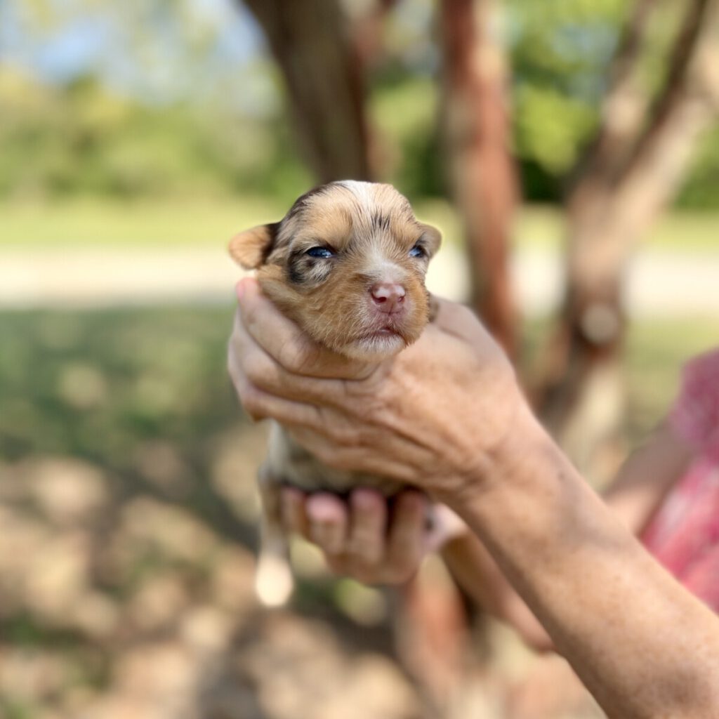 MERLE YORKIE