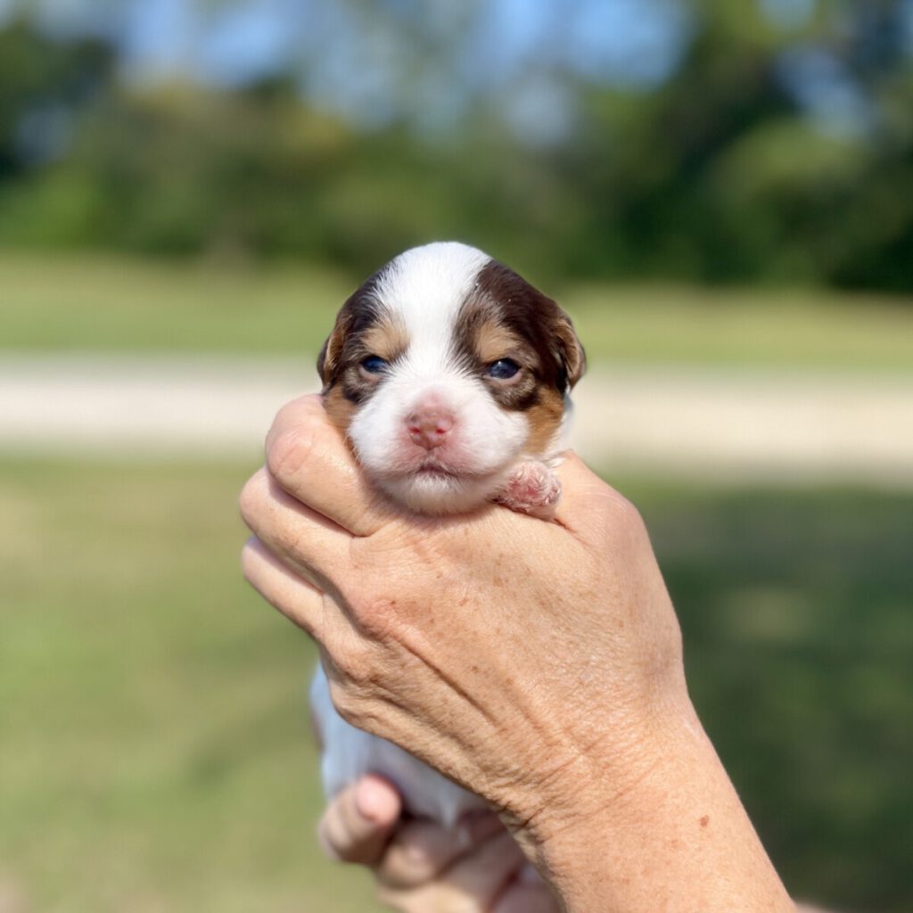 Yorkie puppy