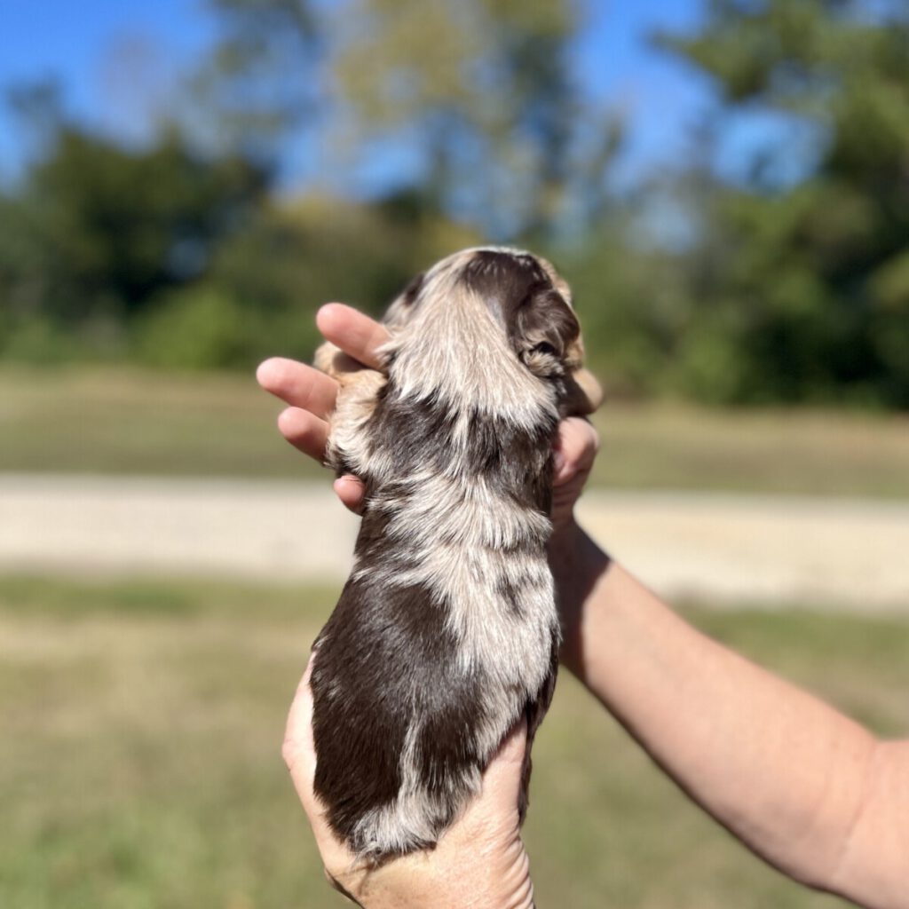 colorful puppy