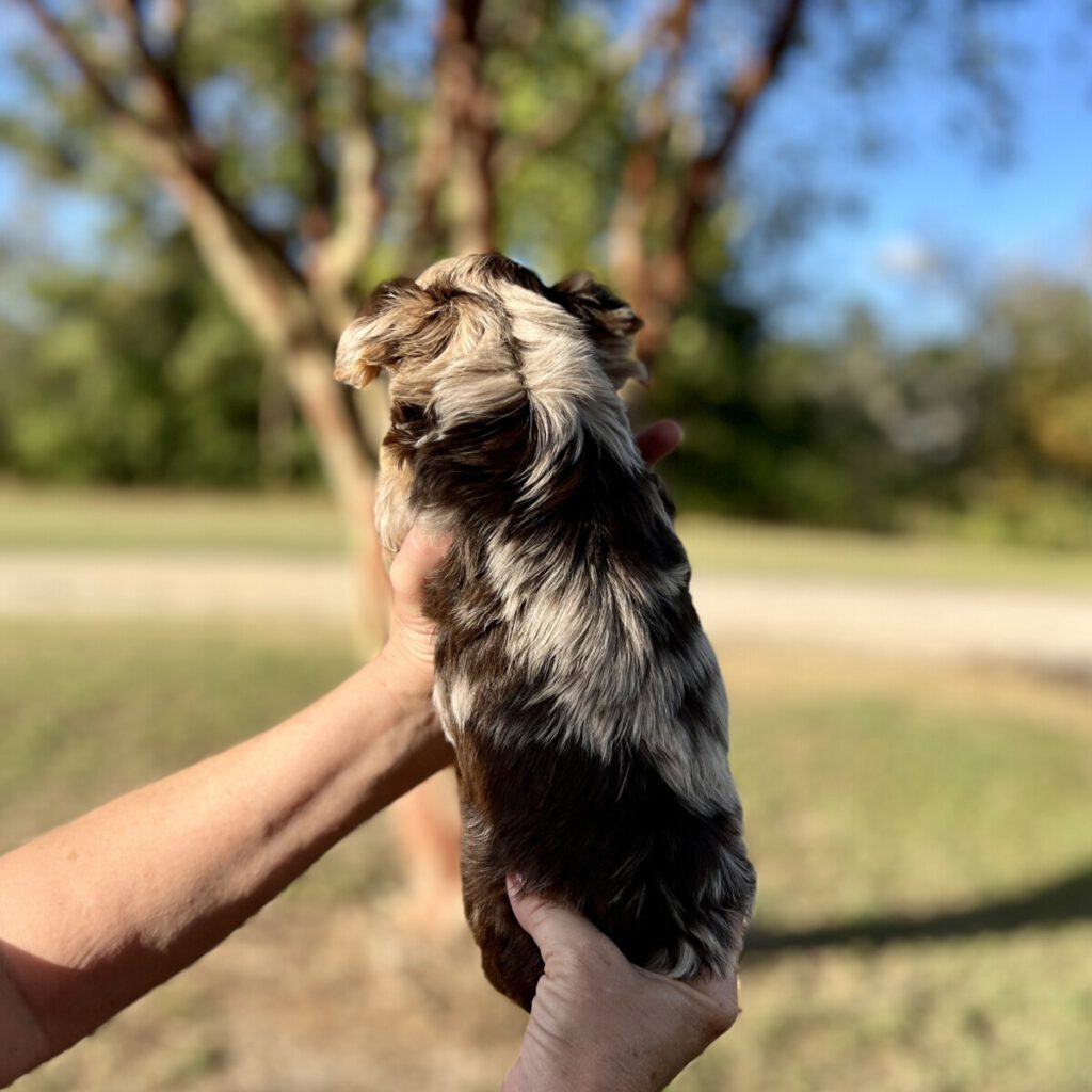 colorful yorkie