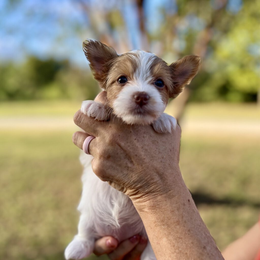 yorkshire terrier