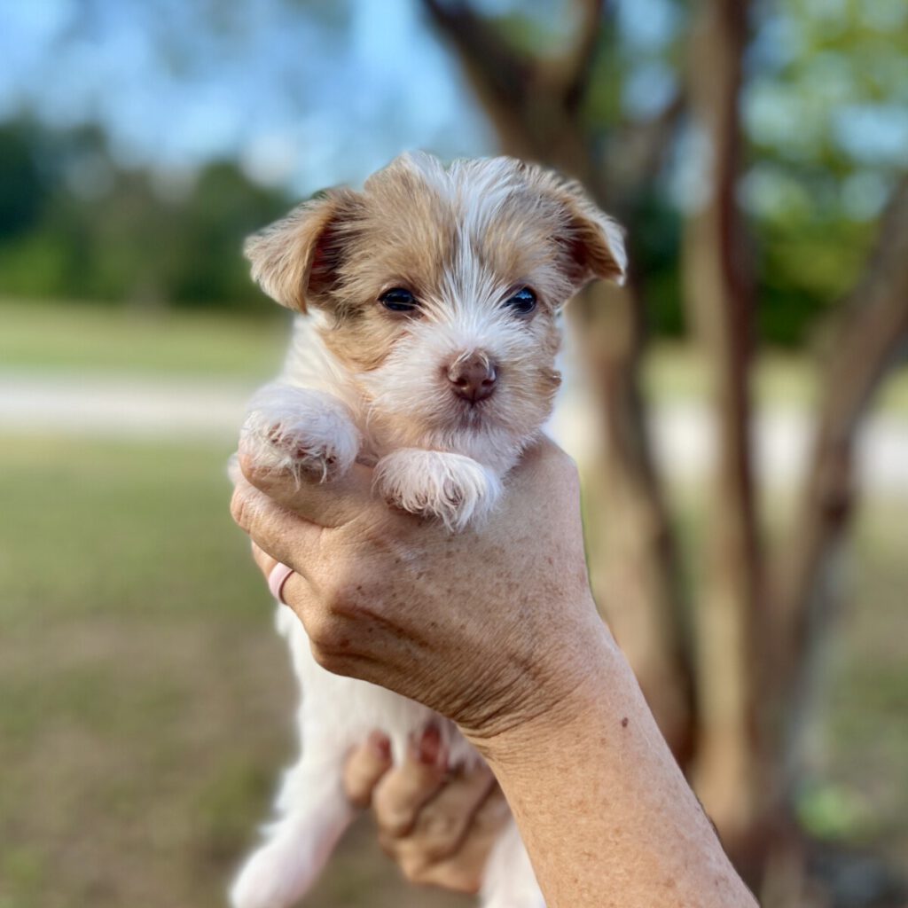 colorful yorkie