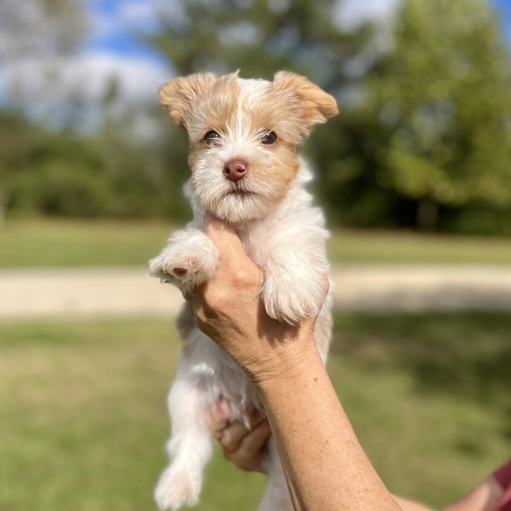 yorkie puppy