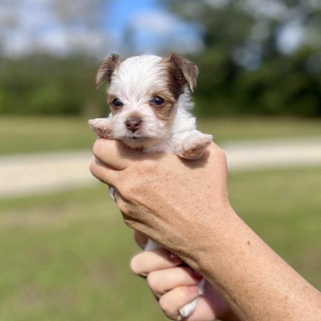 yorkie puppy